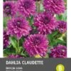 Intratuin Dahlia Knol (Dahlia Deco 'Claudette') 1 Intratuin Dahlia Knol (Dahlia Deco 'Claudette') -Tuin Planten Winkel 8717263345367 1