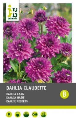 Intratuin Dahlia Knol (Dahlia Deco 'Claudette')