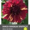 Intratuin Dahlia Knol (Dahlia 'Bohemian Spartacus') 2 Intratuin Dahlia Knol (Dahlia 'Bohemian Spartacus') -Tuin Planten Winkel 8717263345374 1 1