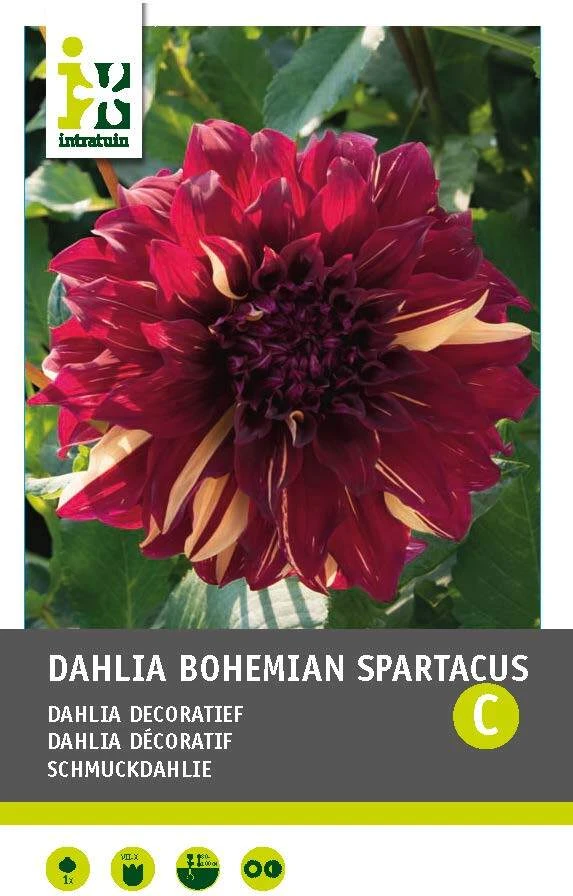 Intratuin Dahlia Knol (Dahlia 'Bohemian Spartacus') 3 Intratuin Dahlia Knol (Dahlia 'Bohemian Spartacus')