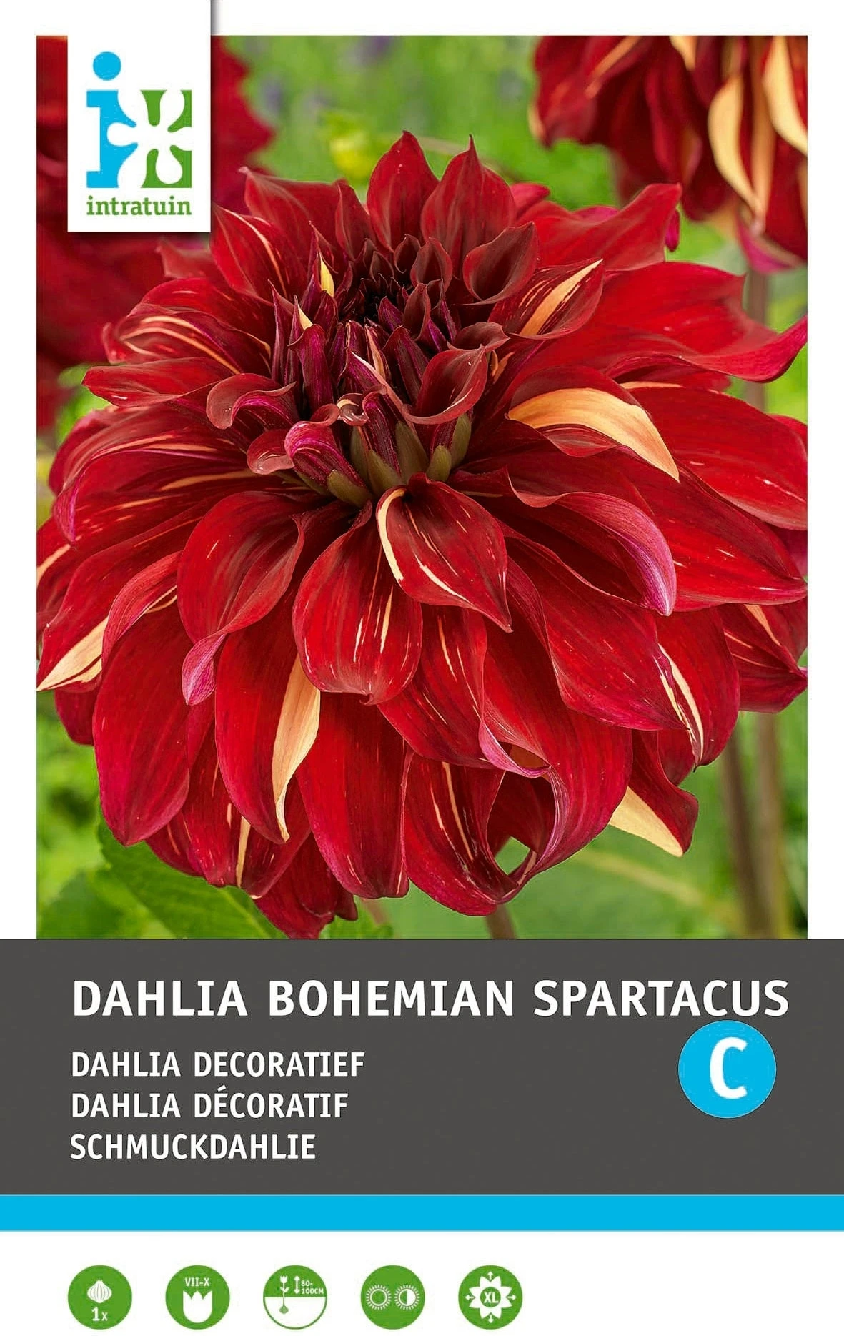 Intratuin Dahlia Knol (Dahlia 'Bohemian Spartacus') 4 Intratuin Dahlia Knol (Dahlia 'Bohemian Spartacus') - Afbeelding 2