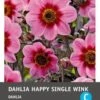 Intratuin Dahlia Knol (Dahlia 'Happy Single Wink') -Tuin Planten Winkel 8717263345411 1