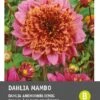 Intratuin Dahlia Knol (Dahlia 'Mambo') 2 Intratuin Dahlia Knol (Dahlia 'Mambo') -Tuin Planten Winkel 8717263345442 1