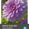 Intratuin Dahlia Knol (Dahlia Deco 'Blue Boy') -Tuin Planten Winkel 8717263345640 1 1