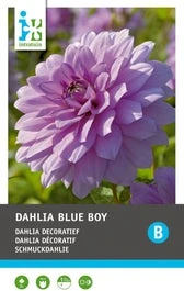 Intratuin Dahlia Knol (Dahlia Deco 'Blue Boy')