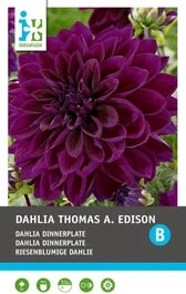 Intratuin Dahlia Knol (Dahlia 'Thomas Edison')