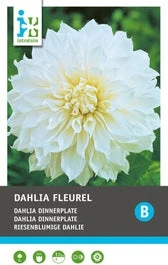 Intratuin Dahlia Knol (Dahlia 'Fleurel')