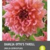 Intratuin Dahlia Knol (Dahlia 'Otto's Thrill') -Tuin Planten Winkel 8717263345718 1