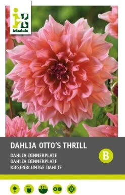 Intratuin Dahlia Knol (Dahlia 'Otto's Thrill')