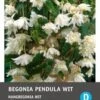 Intratuin Begonia Knol (Begonia Pendula) Wit 3 Stuks 2 Intratuin Begonia Knol (Begonia Pendula) Wit 3 Stuks -Tuin Planten Winkel 8717263345756 1
