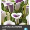 Calla (Zantedeschia 'Picasso') 2 Stuks 2 Calla (Zantedeschia 'Picasso') 2 Stuks -Tuin Planten Winkel 8717263345817 0