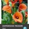 Calla (Zantedeschia 'Treasure') 2 Stuks 1 Calla (Zantedeschia 'Treasure') 2 Stuks -Tuin Planten Winkel 8717263345824 0