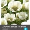 Intratuin Anemoon Knol (Anemone Single 'The Bride') 25 Stuks 2 Intratuin Anemoon Knol (Anemone Single 'The Bride') 25 Stuks -Tuin Planten Winkel 8717263345886 1