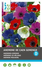 Intratuin Bloemknol Anemoon (Anemone 'De Caen') Gemengd 25 Stuks