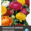 Intratuin Bloemknol Ranonkel (Ranunculus) Gemengd 15 Stuks 1 Intratuin Bloemknol Ranonkel (Ranunculus) Gemengd 15 Stuks -Tuin Planten Winkel 8717263345916 1 1