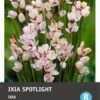 Intratuin Bloembol Ixia (Ixia 'Spotlight') 25 Stuks 2 Intratuin Bloembol Ixia (Ixia 'Spotlight') 25 Stuks -Tuin Planten Winkel 8717263345947 1 1