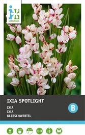 Intratuin Bloembol Ixia (Ixia 'Spotlight') 25 Stuks