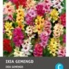 Intratuin Bloembollen Ixia (Ixia) Gemengd 30 Stuks -Tuin Planten Winkel 8717263345961 0
