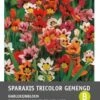 Zigeunerbloem (Sparaxis Mixed) 40 Stuks -Tuin Planten Winkel 8717263345978 1