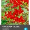 Intratuin Bloembollen Montbretia (Crocosmia 'Lucifer') Rood 12 Stuks -Tuin Planten Winkel 8717263345992 1 1