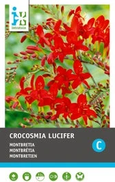 Intratuin Bloembollen Montbretia (Crocosmia 'Lucifer') Rood 12 Stuks