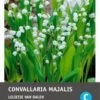 Intratuin Lelietje-van-Dalen Knol (Convallaria Majalis) 3 Stuks 2 Intratuin Lelietje-van-Dalen Knol (Convallaria Majalis) 3 Stuks -Tuin Planten Winkel 8717263346036 0 1