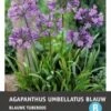 Intratuin Afrikaanse Lelie Knol (Agapanthus Umbellatum) Blauw -Tuin Planten Winkel 8717263346043 1