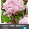 Intratuin Pioenroos Knol (Paeonia Lactiflora 'Sarah Bernhardt') -Tuin Planten Winkel 8717263346067 1 1