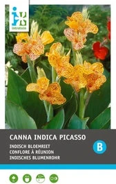 Intratuin Indisch Bloemriet Knol (Canna Indica 'Lucifer Picasso') 2 Stuks