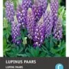 Intratuin Knol Lupine (Lupinus) Paars 4 Stuks