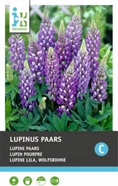 Intratuin Knol Lupine (Lupinus) Paars 4 Stuks