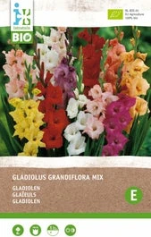 Intratuin Biologische Bloembollen Gladiool (Gladiolen Grandiflora) Gemengd 8 Stuks