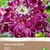 Intratuin Biologische Dahlia Knol (Dahlia 'Vancouver') -Tuin Planten Winkel 8717263346470 1 1