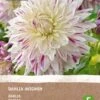 Intratuin Biologische Dahlia Knol (Dahlia 'Avignon') -Tuin Planten Winkel 8717263346531 1 1