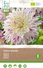 Intratuin Biologische Dahlia Knol (Dahlia 'Avignon')