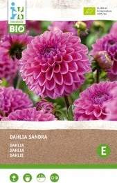 Intratuin Biologische Dahlia Knol (Dahlia 'Sandra')