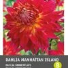 Intratuin Dahlia Knol (Dahlia 'Manhattan Island')