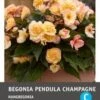 Intratuin Begonia Knol (Begonia Grandiflora 'Champagne') 3 Stuks 1 Intratuin Begonia Knol (Begonia Grandiflora 'Champagne') 3 Stuks -Tuin Planten Winkel 8717263346722 1