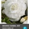 Intratuin Begonia Knol (Begonia Grandiflora White) 3 Stuks 2 Intratuin Begonia Knol (Begonia Grandiflora White) 3 Stuks -Tuin Planten Winkel 8717263346739 1