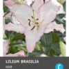 Intratuin Bloembollen Lelie (Lilium Oriental 'Brasilia') 2 Stuks 1 Intratuin Bloembollen Lelie (Lilium Oriental 'Brasilia') 2 Stuks -Tuin Planten Winkel 8717263346746 1 1