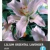 Intratuin Bloembol Lelie (Lilium Oriental 'Lavender') 2 Stuks -Tuin Planten Winkel 8717263346753 1 1