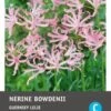 Intratuin Bloembollen Kliplelie (Nerine Bowdenii) 3 Stuks -Tuin Planten Winkel 8717263346760 1 1