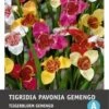 Intratuin Bloembollen Tijgerbloem (Tigridia) Gemengd 15 Stuks 2 Intratuin Bloembollen Tijgerbloem (Tigridia) Gemengd 15 Stuks -Tuin Planten Winkel 8717263346807 1 1