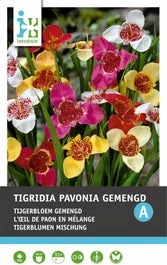 Intratuin Bloembollen Tijgerbloem (Tigridia) Gemengd 15 Stuks