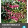Intratuin Gebroken Hartje Knol (Dicentra Spectabilis 'Pink') -Tuin Planten Winkel 8717263346838 1