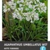 Intratuin Afrikaanse Lelie Knol (Agapanthus Umbellatum) Wit 2 Intratuin Afrikaanse Lelie Knol (Agapanthus Umbellatum) Wit -Tuin Planten Winkel 8717263346920 1 1