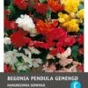 Intratuin Begonia Knol (Begonia Pendula) Gemengd 3 Stuks