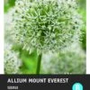 Intratuin Bloembollen Sierui (Allium 'Mount Everest') 1 Intratuin Bloembollen Sierui (Allium 'Mount Everest') -Tuin Planten Winkel 8717263346975