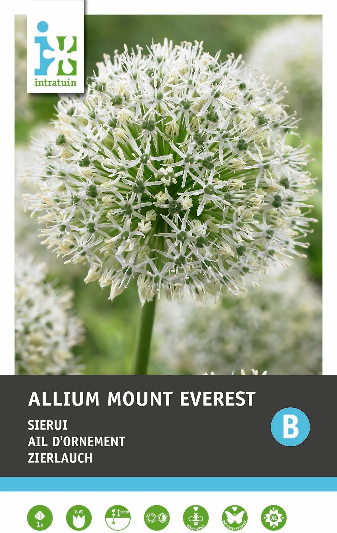Intratuin Bloembollen Sierui (Allium 'Mount Everest') 4 Intratuin Bloembollen Sierui (Allium 'Mount Everest') - Afbeelding 2