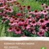 Intratuin Biologische Vaste Plant Zonnehoed (Echinacea 'Magnus Rosa') -Tuin Planten Winkel 8717263347828 2